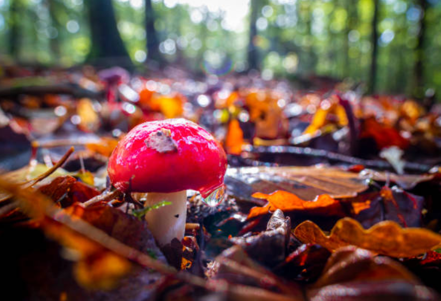 Three Reasons to Try Shrooms During the Pandemic