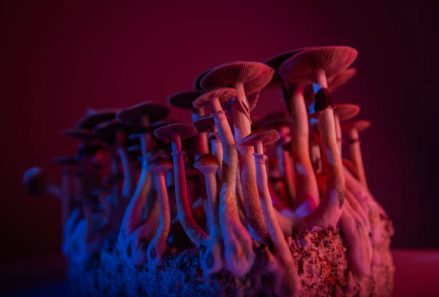 Three Health Benefits of Magic Mushrooms